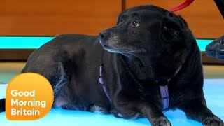 Is Animal Testing on Dogs Acceptable? | Good Morning Britain