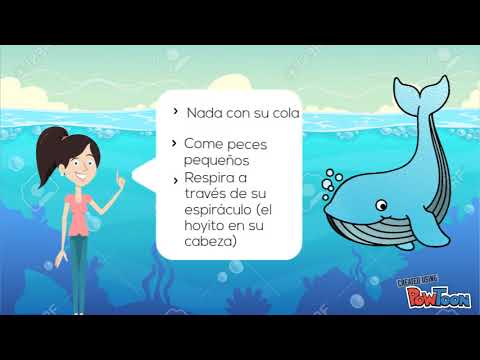 Animales Terrestres Acuaticos Y Aereos Youtube