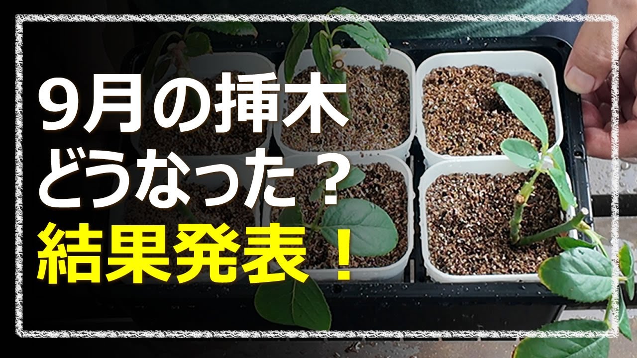 How did the cuttings from September go? Results announced! - YouTube