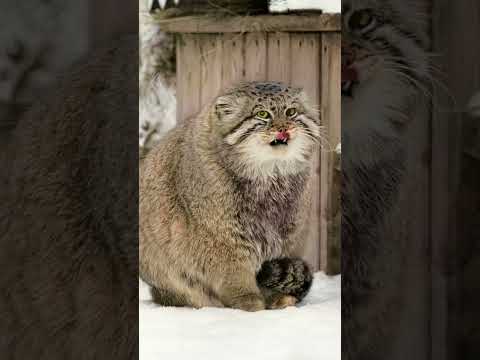Pallas's cat warms its paws - YouTube