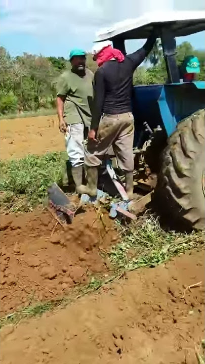 Cosecha de batata aguadilla PR