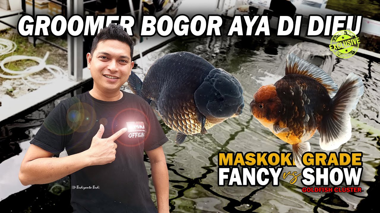 BETI ALIAS BEDA-BEDA TIPIS, INI PERBEDAAN MASKOKI GRADE FANCY VS SHOW | GOLDFISH CLUSTER