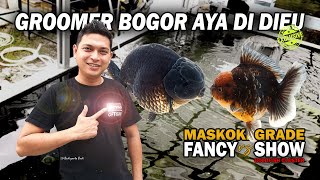 BETI ALIAS BEDA-BEDA TIPIS, INI PERBEDAAN MASKOKI GRADE FANCY VS SHOW | GOLDFISH CLUSTER
