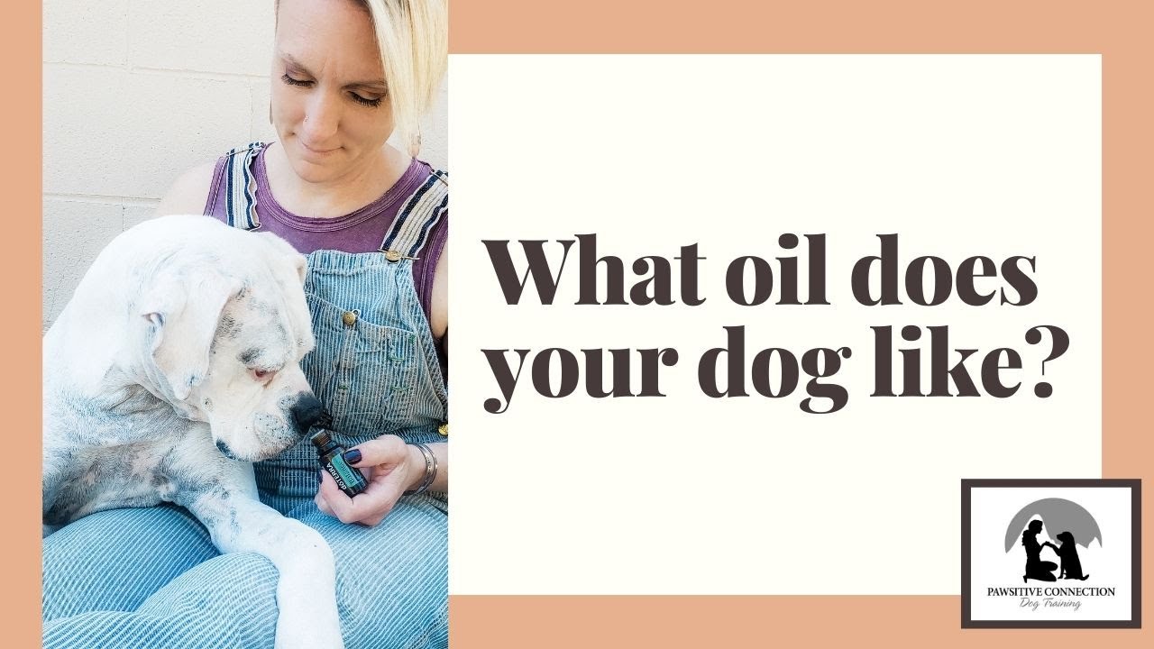 What Oil Does Your Dog Like?