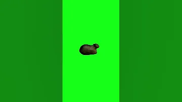 رياكشن صوت القط اوء ايء Oiiaoiia 