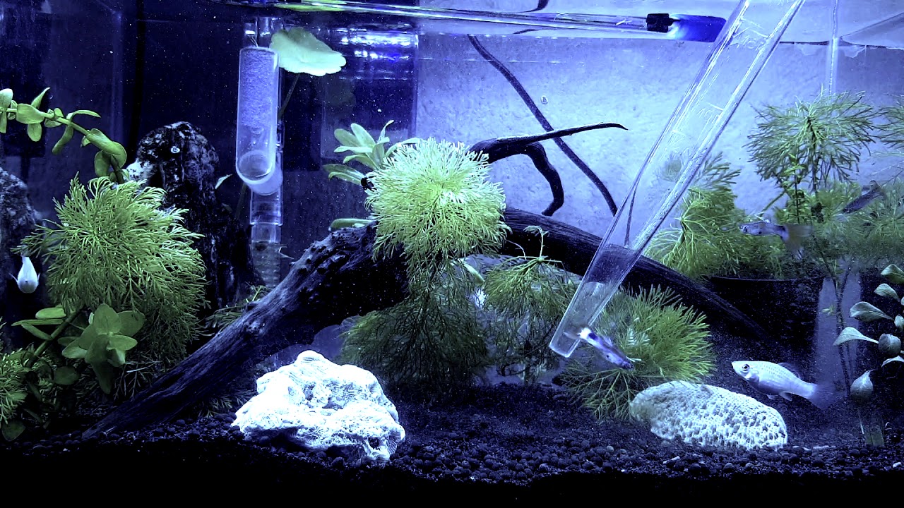 How to Clean Aquarium Tank easily Cleaning Tank with Turkey Baster