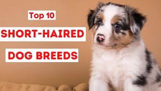 10 Short Haired Low Maintenance Dog Breeds by Pet Pals 454 views 1 year ago 4 minutes, 58 seconds