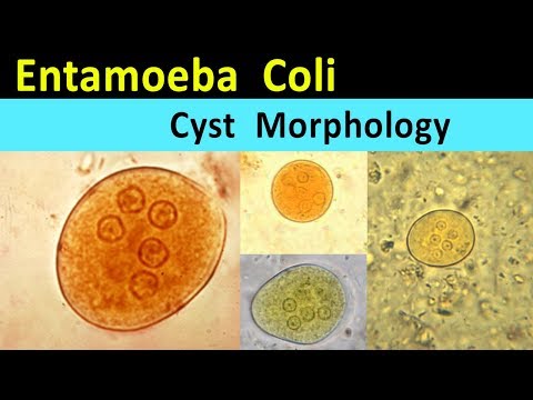Entamoeba  Coli Cyst Morphology