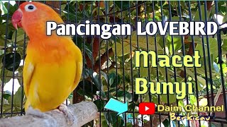 Lovebird Macet Total Malas Bunyi Bakal Nyaut Dan Jadi Fighter Dengan Pancingan Ini
