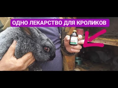 ПОНОС И ВЗДУТИЕ У КРОЛИКОВ? ВАМ СЮДА!