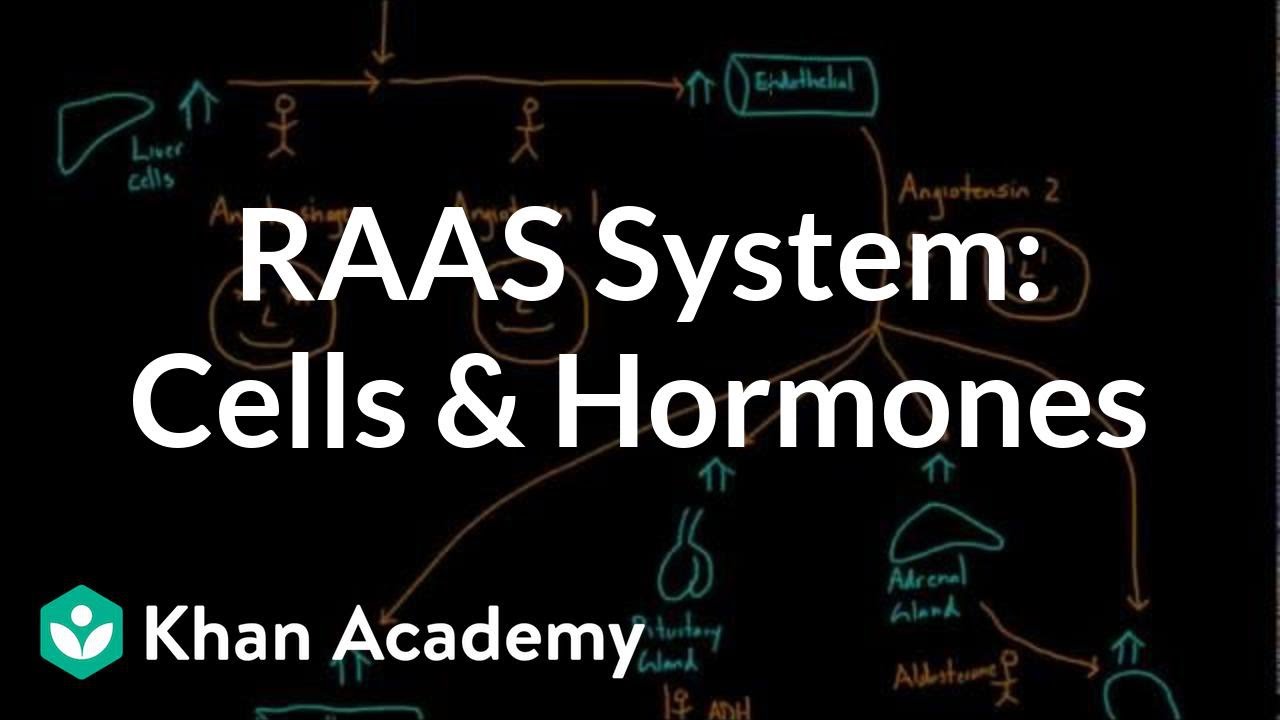 General overview of the RAAS system Cells and hormones  NCLEX RN  Khan Academy