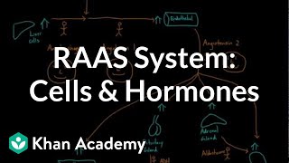 General overview of the RAAS system: Cells and hormones | NCLEXRN | Khan Academy