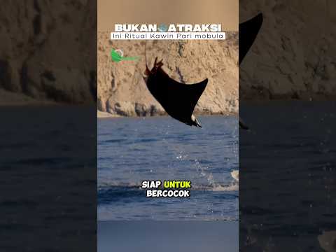 Kenapa Pari Mobula Melompat? Ini Penjelasan Ilmiahnya