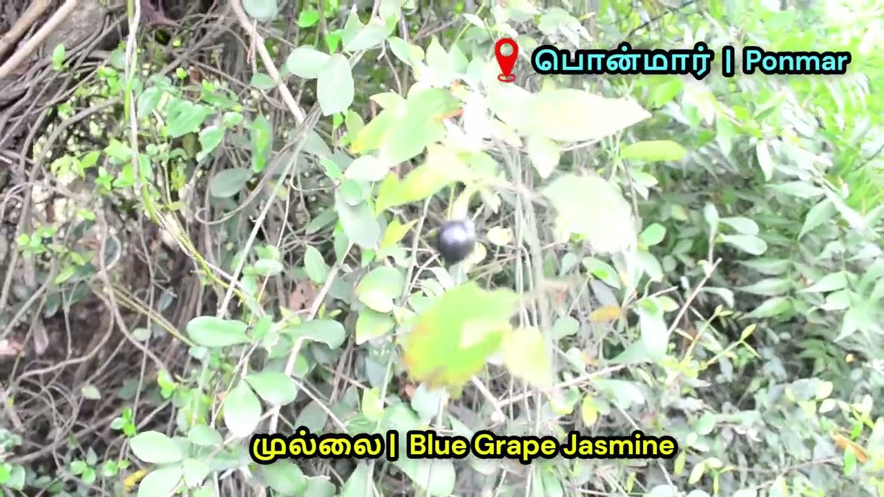Bluegrape Jasmine in Ponmar