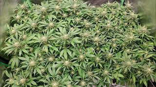 IM BACK 💀👀 @NUGGY-420-A.D.E.D @educationwiththegrowboss6586 @vikingking187 @hempwithgg