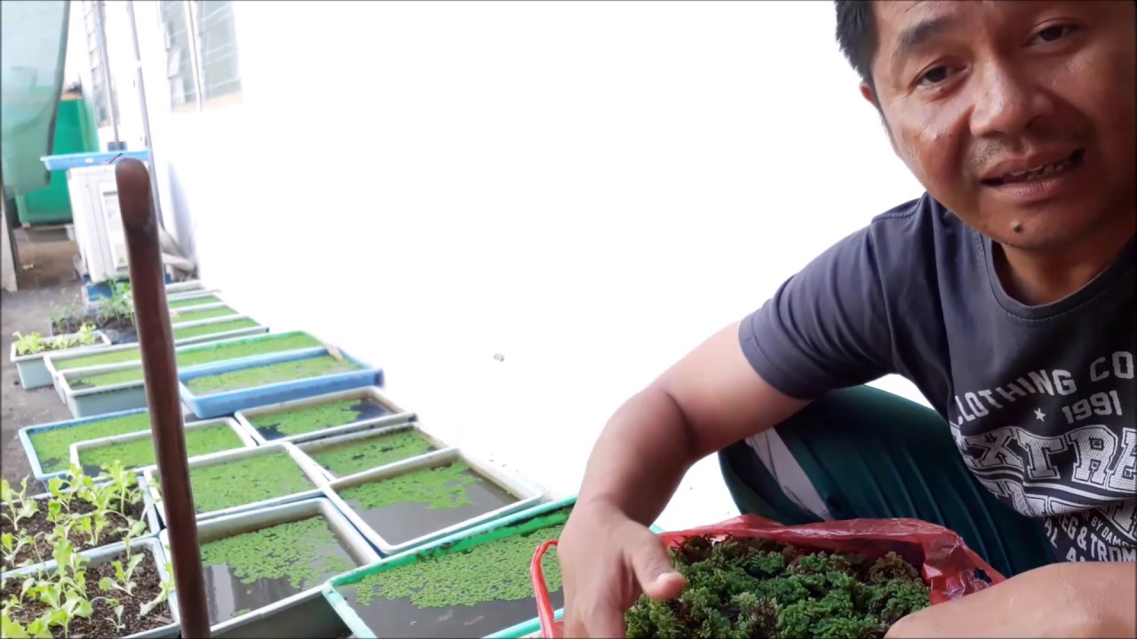 Ingin Berbagi Bibit Azolla Gratis tetapi Bingung Cara Packing dan Pengirimannya