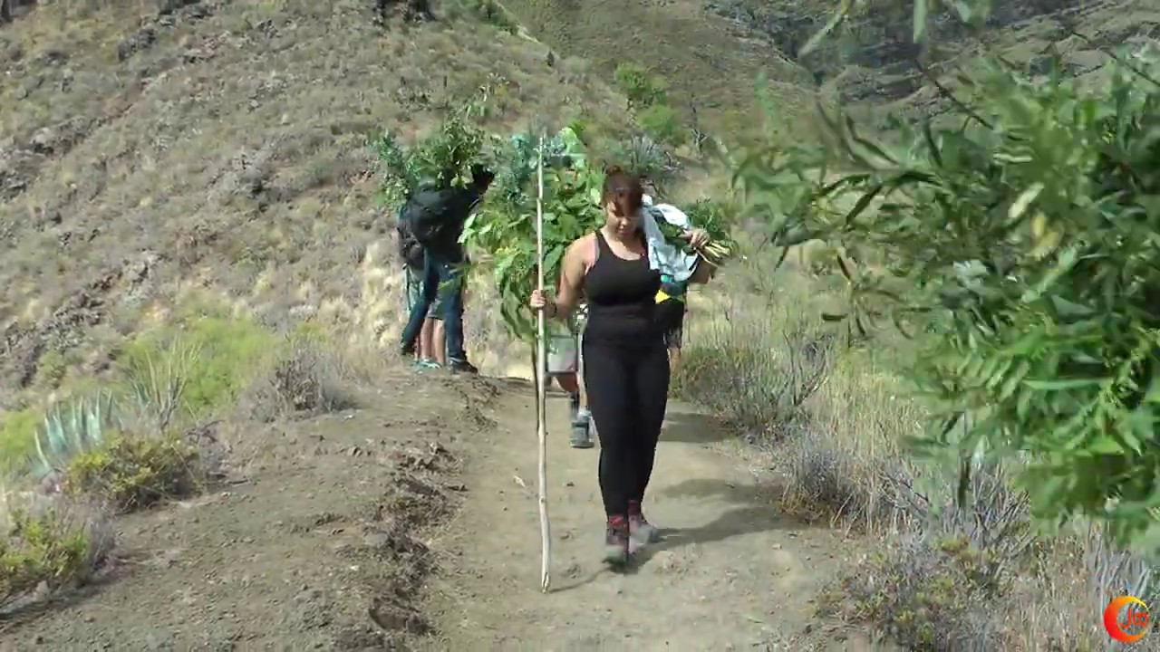 La Rama de San Pedro del Valle de Agaete  - 2019 -