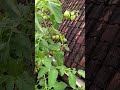 Kebun Diatas Loteng 🏡💚 #berkebun #kebunsayur #urbanfarming #fyp