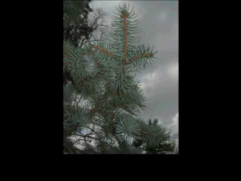 Video: Picea 