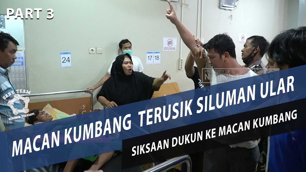  MACAN KUMBANG KALIMANTAN  PART 3 YouTube