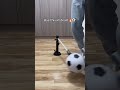 Comment “kick” if you want the link ⚽️#football #indoortraining #accuracy #soccer #FIFAworldcup