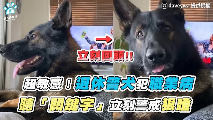 【超敏感！退休警犬犯职业病 听「关键字」立刻警戒狠瞪】｜IG / daveywa / k9_odin_oshkosh - 天天要闻