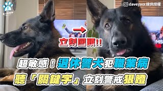 【超敏感退休警犬犯職業病 聽「關鍵字」立刻警戒狠瞪】IG / daveywa / k9_odin_oshkosh