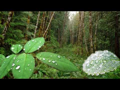 8 Hours of Relaxing Sounds of Rain and Thunder - Sleep, Study