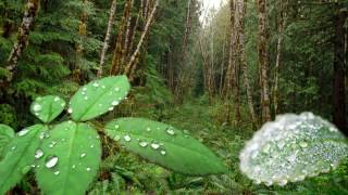 Download Mp3 8 Hours of Relaxing Sounds of Rain and Thunder - Sleep, Study Gudang lagu Download Mp3 8 Hours of Relaxing Sounds of Rain and Thunder - Sleep, Study