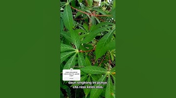 Daun SINGKONG yang hebat! 👍🏻 #shorts #shortvideo #viralvideo #tumbuhan #daunsingkong #pintualam