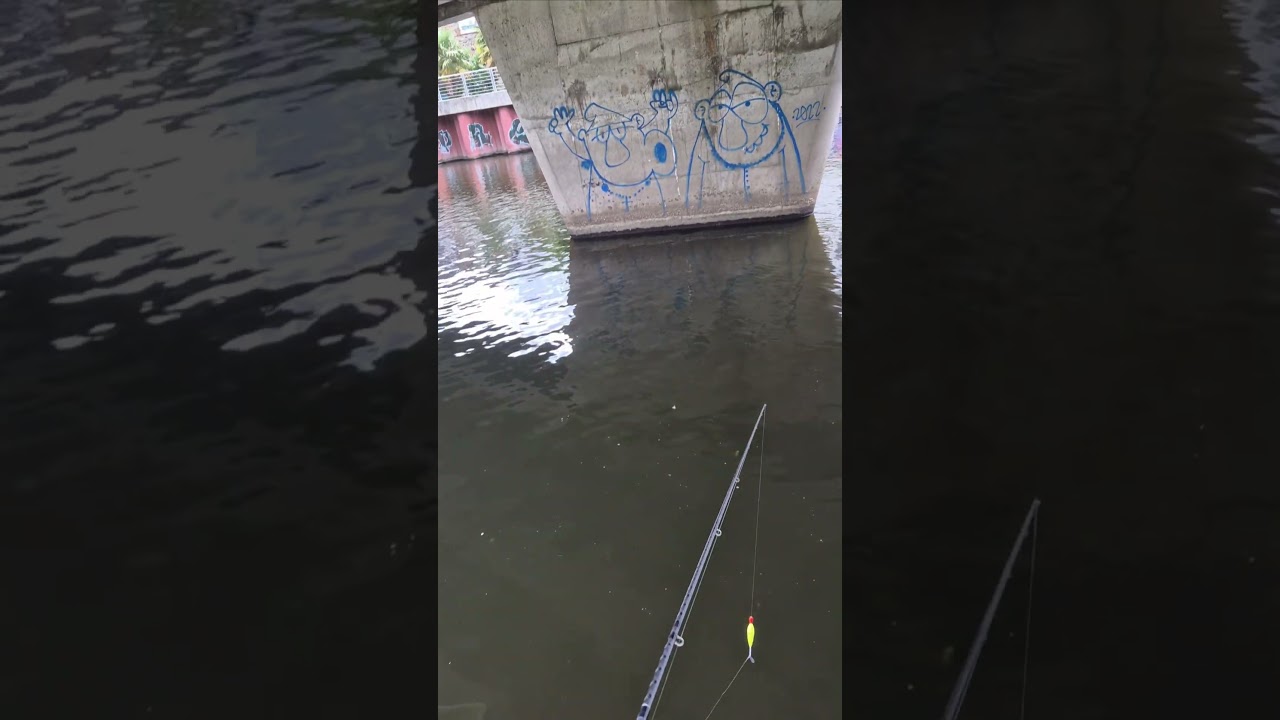 Pêche avec un très gros vif