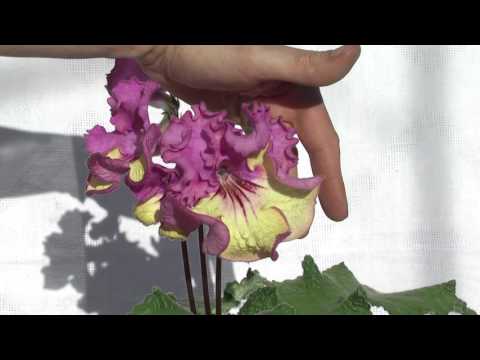 Video: Streptocarpus Dimetris: Përshkrimi I Mbarështimit DS-Smoke Dhe DS-1290, DS-1755 Dhe DS-1719, DS-Eternity Dhe Varieteteve Të Tjera