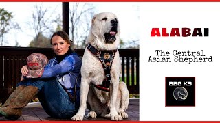 Alabai | The Central Asian Shepherd | dog breed [facts] | BBG K9