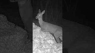 Capriolo Fa Un Salto Da Cdanione  fototrappola trailcam animali shorts