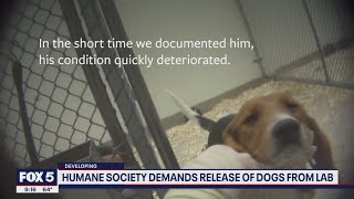 Humane Society demanding release of 80 beagles from animal testing lab with ties to Maryland