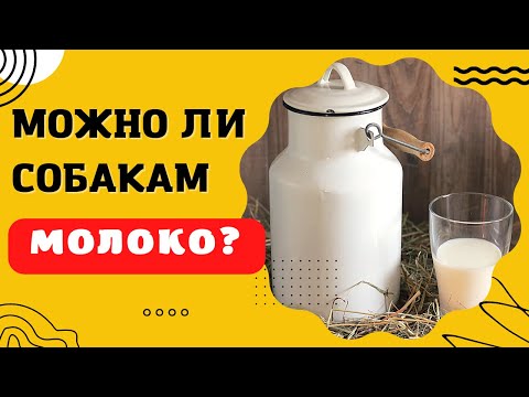 🐕📝🐾 Можно ли собакам давать молоко?