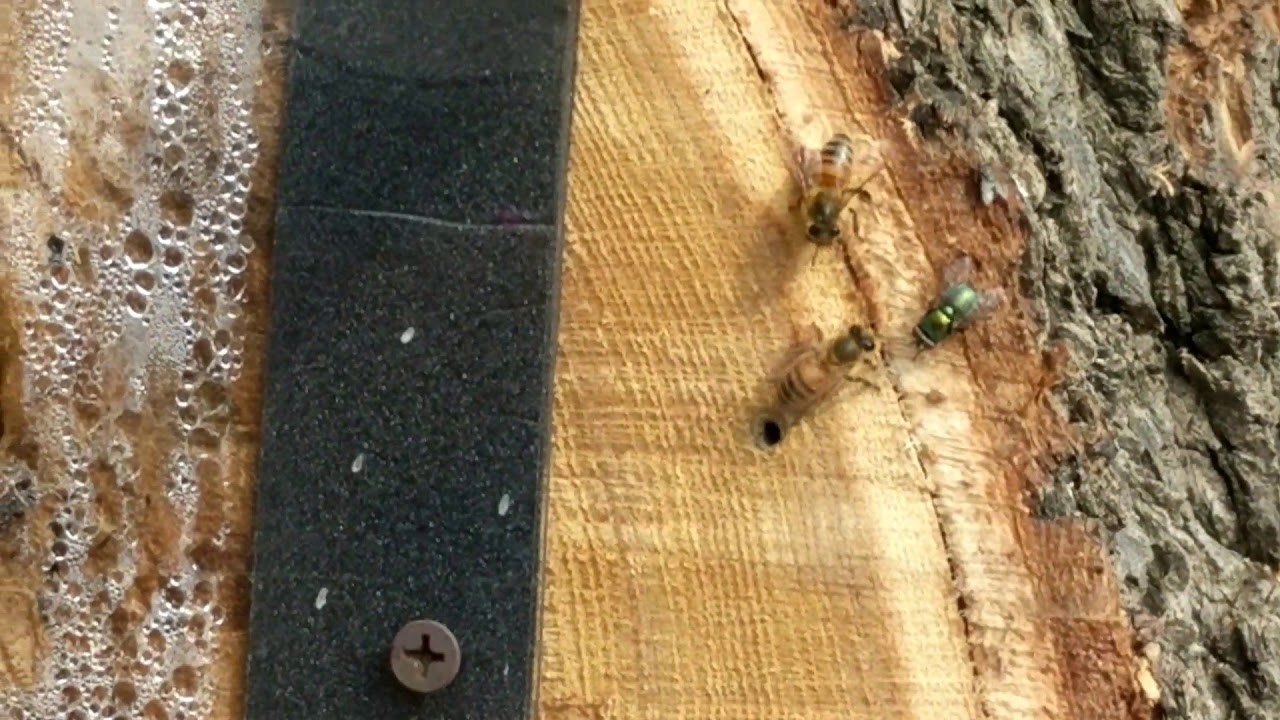 Elm tree sap fought over by ants flies and bees