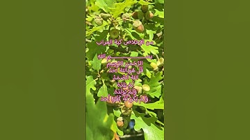 #سورة_الإخلاص #ikhlas #egzonibrahimi #reels #nature