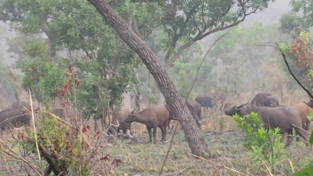 Hunting Western Savannah Buffalo - Burkina Faso - YouTube