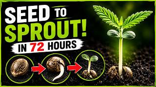 How to Germinate Cannabis Seeds Successfully Every Time | Step-by-Step Guide