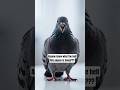 Ive never seen a pigeon do this before... WTF? #shorts #pigeon