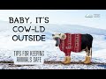 Baby, it&#39;s cow-ld outside: tips for keeping your animals safe
