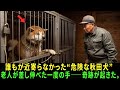 「危険な野犬だ」と誰もが恐れた秋田犬…それでも老人が与えた“たった一度のチャンス”――翌日、涙なしでは見られない結末が待っていた。
