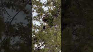 MOUNTAIN LION HUNTING #treed #hunting #hounds #houndhunting #houndsmen #puma #cougar #treedog #hunt