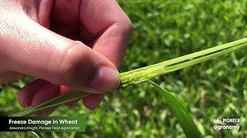 Freeze Damage: Evaluating its Effect on Your Wheat