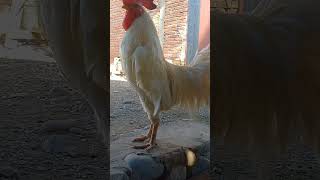 Download Lagu Wow ❗Suara ayam jantan putih berkokok #ayamkampung #ayamjantan #ayamjago #ayamputih   #berkokok MP3