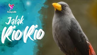 Suara Burung Jalak Rio Gacor | Suara Panggilan Rio Rio