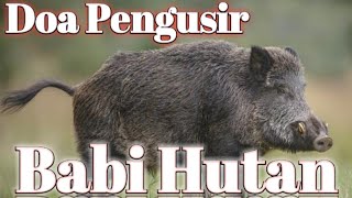 🌀Doa mengusir hama/babi hutan yang meresahkan petani