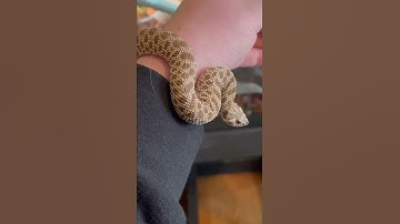 Thumbnail of Cutest hognose snake in the world! #snake #hognosesnake #shorts