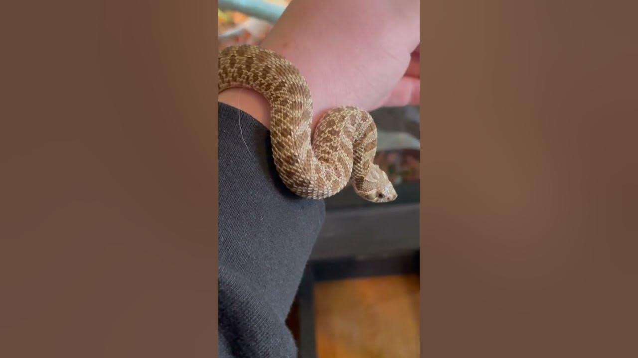 Cutest hognose snake in the world! #snake #hognosesnake #shorts